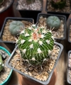 Stenocactus multicostatum mac9