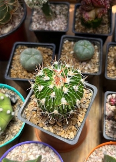 Stenocactus multicostatum mac9 - comprar online