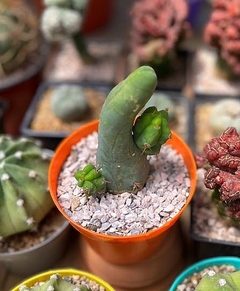 Trichocereus bridgesi monstruoso 'Penis cactus' (elegir tamaño)