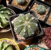 Astrophytum hibrido de asterias Super Kabuto mac10 (codR4)