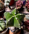 Astrophytum myriostigma kikko injertado mac10 GRANDE (codA80)