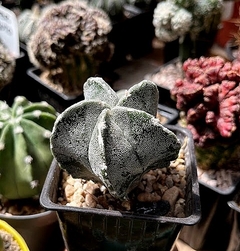 Astrophytum myriostigma hakujo hakun (cod60) - cecicactus - cactus y suculentas de colección