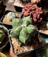 Astrophytum myriostigma kikko nudum injertado GRANDE mac10(cod34)