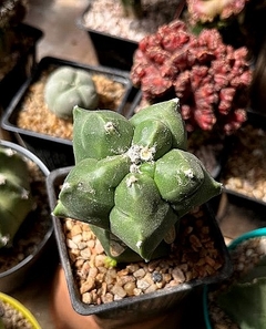Astrophytum myriostigma kikko nudum injertado GRANDE mac10(cod34) - comprar online