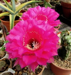 Echinopsis hibrido 'Morado Doble' (elegir tamaño) - comprar online