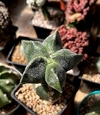 Astrophytum myriostigma kikko injertado mac10 (cod12)