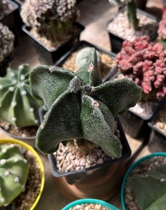 Astrophytum myriostigma fukuryu mac10 (cod52)