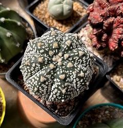 Astrophytum asterias superkabuto v-type injertado mac10 (cod41) - cecicactus - cactus y suculentas de colección