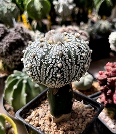 Astrophytum asterias super kabuto v-type mac10 injertado (cod11) - cecicactus - cactus y suculentas de colección