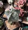 Astrophytum myriostigma x ornatum hakuun (cod28)