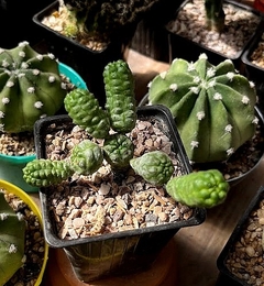 Euphorbia pseudoglobosa mac9