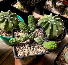 Euphorbia pseudoglobosa mac9 - comprar online