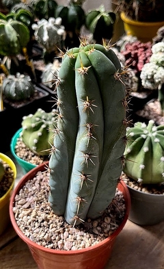 Trichocereus peruvianus var matucana mac14