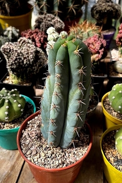 Trichocereus peruvianus var matucana mac14 en internet