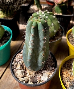 Trichocereus peruvianus var matucana mac14 - tienda online