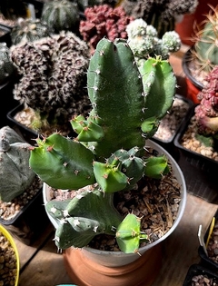 Euphorbia resinifera mac12