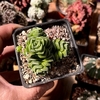 Crassula doroty mac9