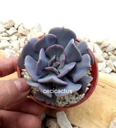 Echeveria 'Cubic Frost' mac10 - comprar online