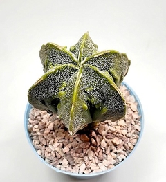 Astrophytum myriostigma doble hakujo fukuryu color limon mac10 (codJ29) - comprar online