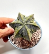 Astrophytum myriostigma doble hakujo fukuryu color limon mac10 (codJ29)