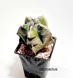 Astrophytum myriostigma kikko especial mac9 injertado (codJ-22) - comprar online