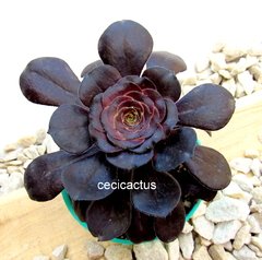 Aeonium Vodoo (ver opciones de tamaño) - cecicactus - cactus y suculentas de colección