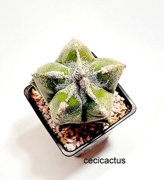 Astrophytum myriostigma kikko especial mac9 injertado (codJ-22) - cecicactus - cactus y suculentas de colección