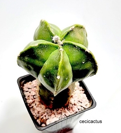 Astrophytum myriostigma kikko nudum injertado (codJ-18) - comprar online