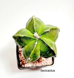 Astrophytum myriostigma kikko nudum injertado (codJ-18) - cecicactus - cactus y suculentas de colección
