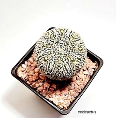 Astrophytum asterias superkabuto injertado mac9 (codJ27) - comprar online