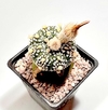 Astrophytum asterias super kabuto injertado mac9 (codB-41)