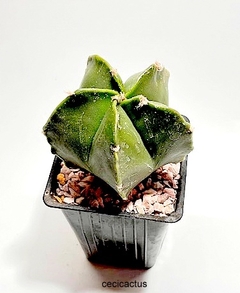 Astrophytum myriostigma kikko nudum injertado mac10 (codJ23)