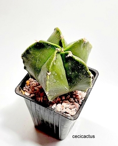 Astrophytum myriostigma kikko nudum injertado mac10 GRANDE (codJ23) - comprar online