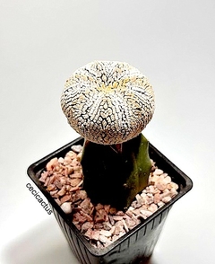 Astrophytum asterias superkabuto snow v-typeinjertado mac9 (codB45) - comprar online
