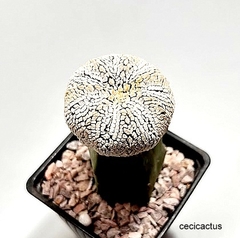 Astrophytum asterias superkabuto snow v-typeinjertado mac9 (codB45) en internet