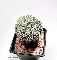 Astrophytum asterias superkabuto injertado mac9 (codB44) - comprar online