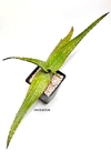 Aloe microstigma mac10