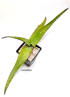 Aloe microstigma mac10