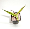 Agave guiengola cv 'Creme Brulee mac10