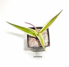 Agave guiengola cv 'Creme Brulee mac10 - tienda online