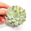 Echeveria 'Ring of Fire' mac8