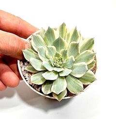 Echeveria 'Ring of Fire' mac8 en internet