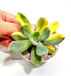 Graptoveria NN variegada mac10