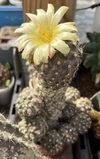 Copiapoa humilis mac15 con hijos