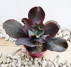 Echeveria hibrida 'Zorro' (elegir tamaño) en internet