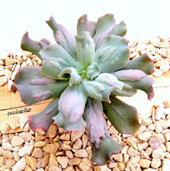 Echeveria hibrida 'Culibra' mac10