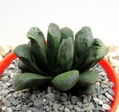 Haworthia x truncata mac10 en internet