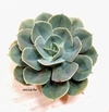 Echeveria afin imbricata mac10