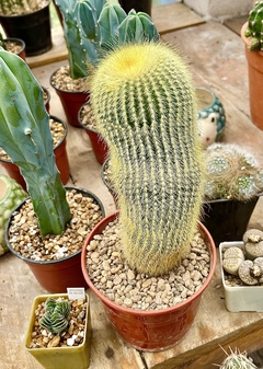 Notocactus leninghausii (elegir tamaño) - comprar online