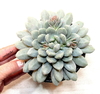 Graptoveria Bridgette mac8